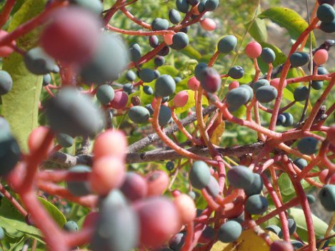 FİNCANDA PİŞEN TÜRK KAHVESİ, İZMİR MENENGİC KAHVESİ, CAFE