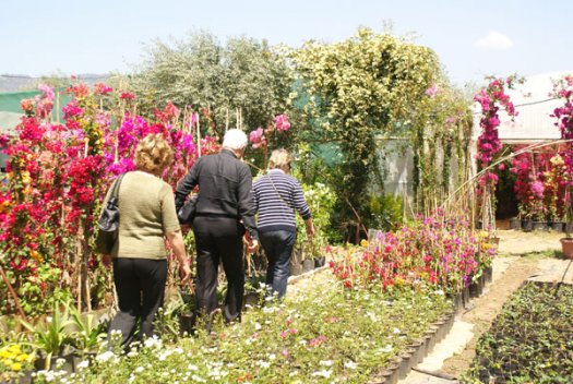 İZMİR, BAYINDIR BEGONVİL ÜRETİMİ, YASEMİN ÜRETİMİ, AŞKIN ÇİÇEKÇİLİK